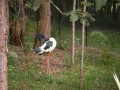 SANY0269 